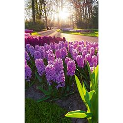 Foto van Dimex hyacint flowers vlies fotobehang 150x250cm 2-banen