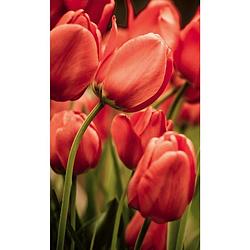 Foto van Dimex red tulips vlies fotobehang 150x250cm 2-banen