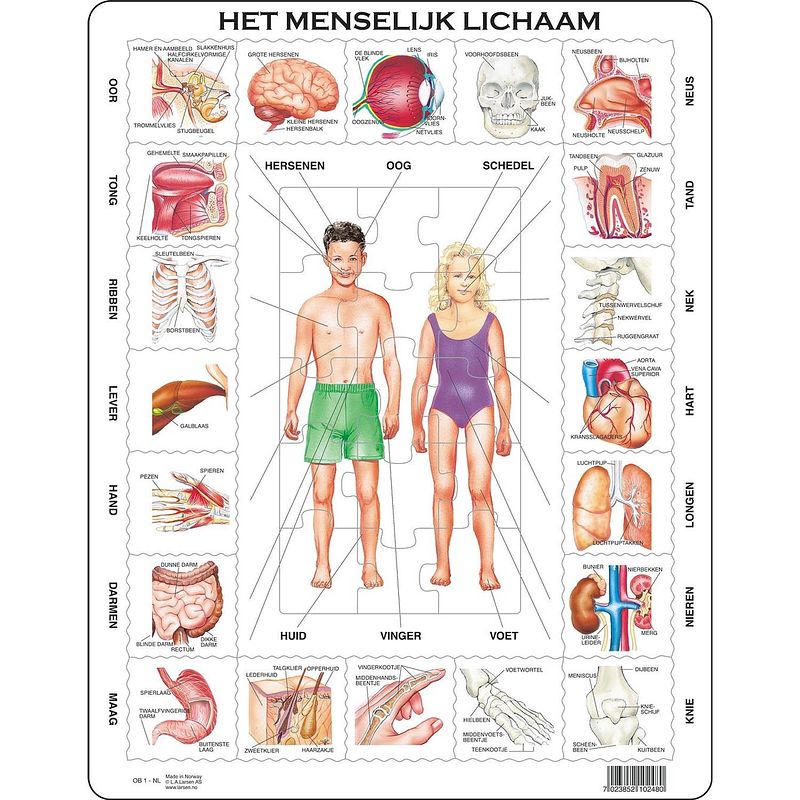 Foto van Larsen legpuzzel maxi menselijk lichaam 35 stukjes