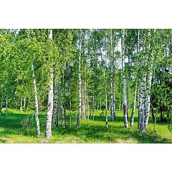 Foto van Dimex birch grow vlies fotobehang 375x250cm 5-banen