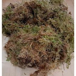 Foto van Sphagnum mos in bakje/zakje (los circa 3 liter) warentuin natuurlijk