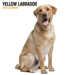 Foto van Labrador retriever blond kalender 2023 modern