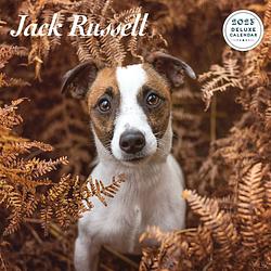 Foto van Jack russell terrier kalender 2023 deluxe