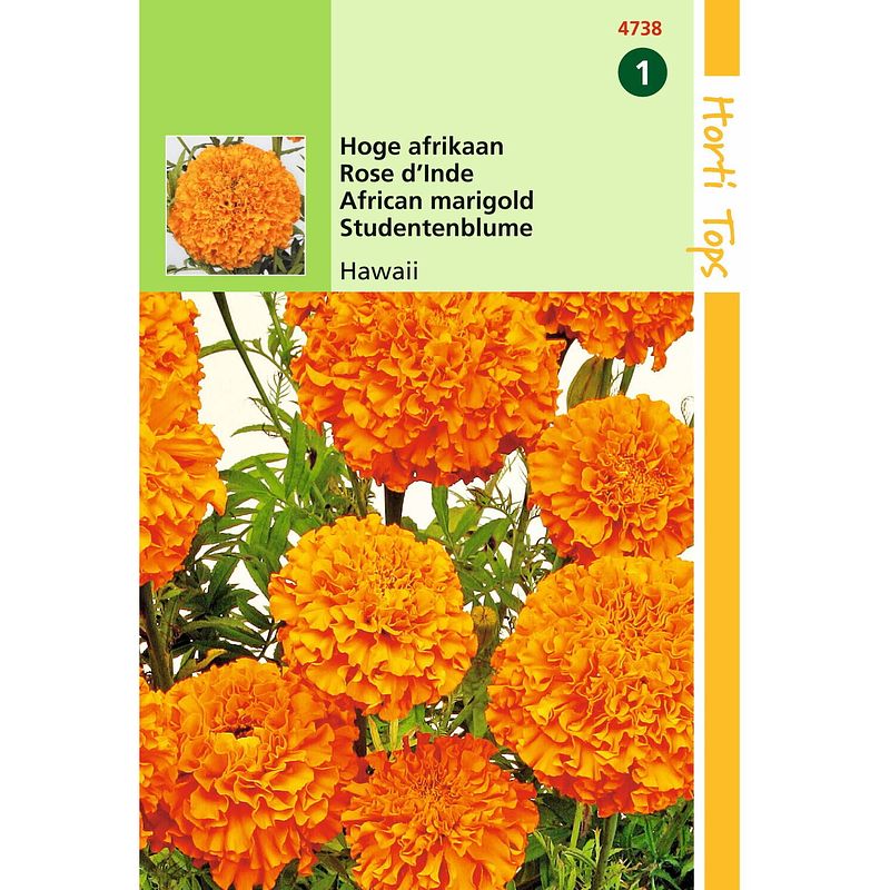 Foto van Hortitops - 2 stuks tagetes erecta hawaii fl.pl. oranje