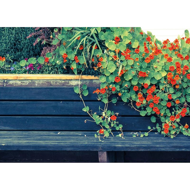 Foto van Tuinschilderij nasturtium bench 70x130cm