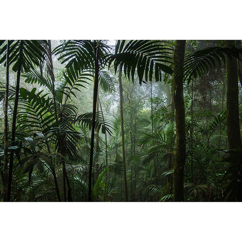 Foto van Inductiebeschermer - vochtige jungle - 95x55 cm