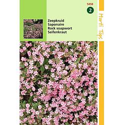 Foto van Hortitops - 2 stuks saponaria ocymoides zeepkruid rose