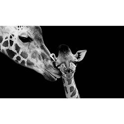 Foto van Spatscherm twee giraffen - 100x75 cm