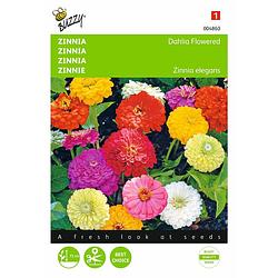 Foto van 2 stuks zinnia elegans dubbele dahliabl. gemengd