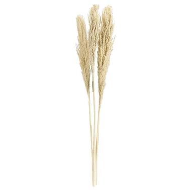 Foto van Pampas pluim vinz 3 stuks - wit - 115 cm - leen bakker