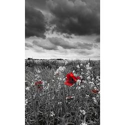 Foto van Dimex poppies black vlies fotobehang 150x250cm 2-banen