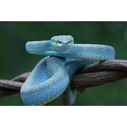 Foto van Spatscherm blauwe slang - 100x75 cm