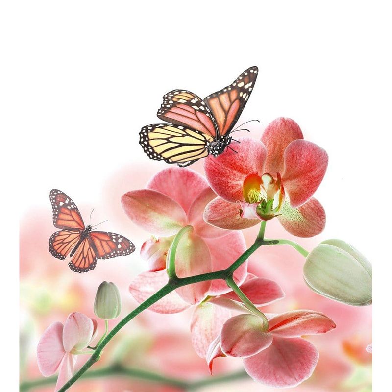 Foto van Dimex orchids and butterfly vlies fotobehang 225x250cm 3-banen