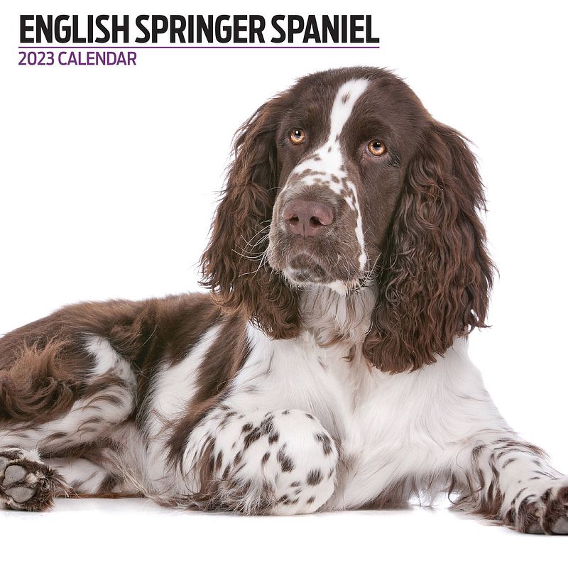 Foto van Engelse springer spaniel kalender 2023 modern