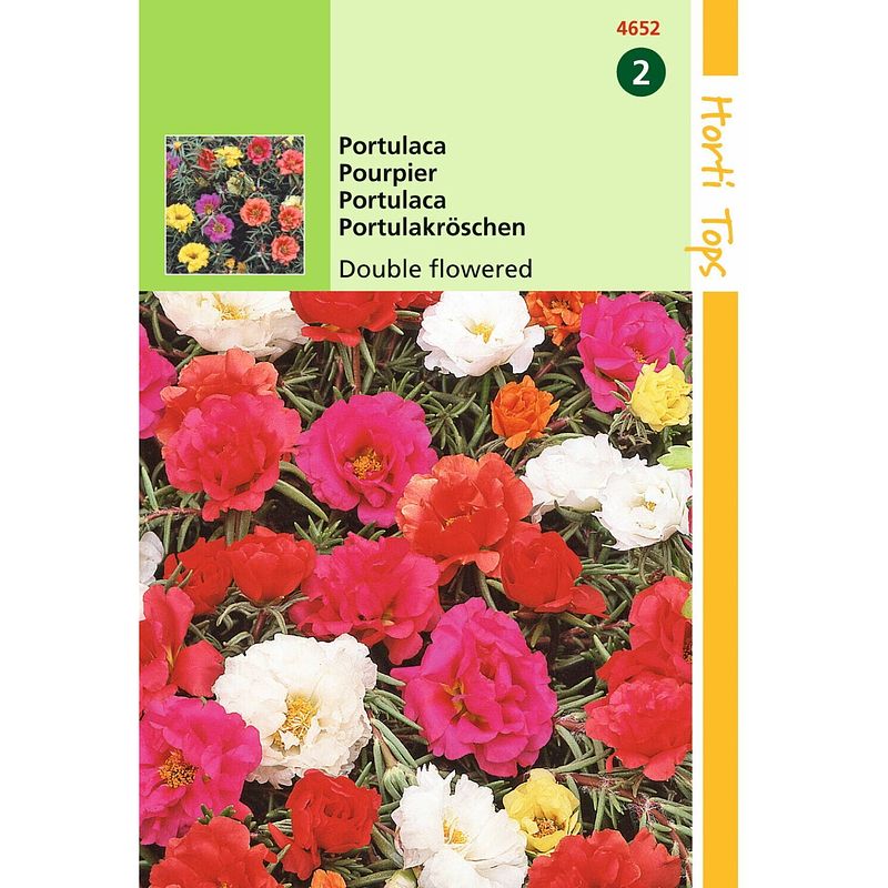 Foto van Hortitops - 2 stuks portulaca grd.fl. dubbelbloemig gemengd