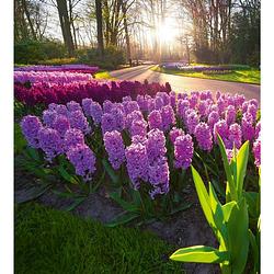 Foto van Dimex hyacint flowers vlies fotobehang 225x250cm 3-banen