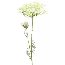 Foto van Heracleum sphondylium wit - 70 cm