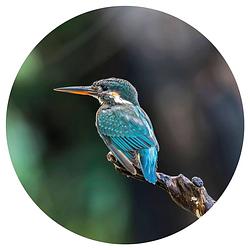 Foto van Wallart behangcirkel the kingfisher 142,5 cm