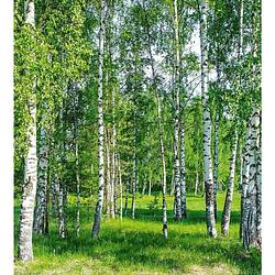 Foto van Dimex birch grow vlies fotobehang 225x250cm 3-banen