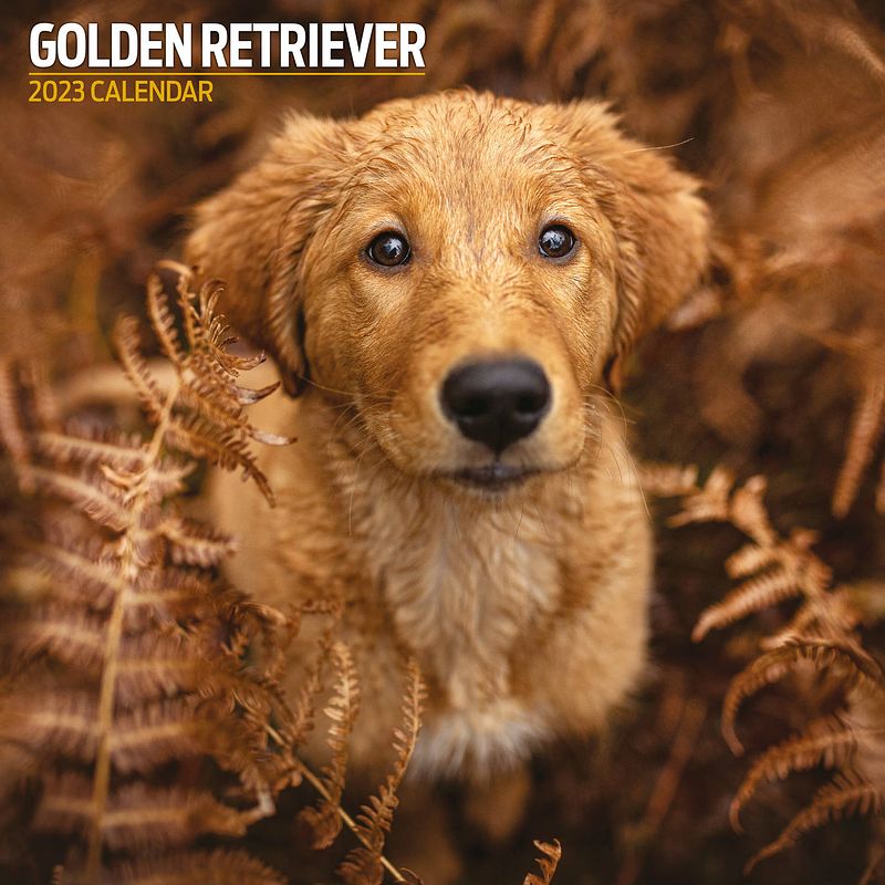 Foto van Golden retriever kalender 2023