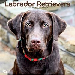 Foto van Labrador retriever kalender 2023