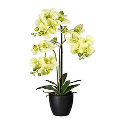 Foto van Kopu® kunstbloem orchidee 65 cm groen met zwarte schaal - phalenopsis