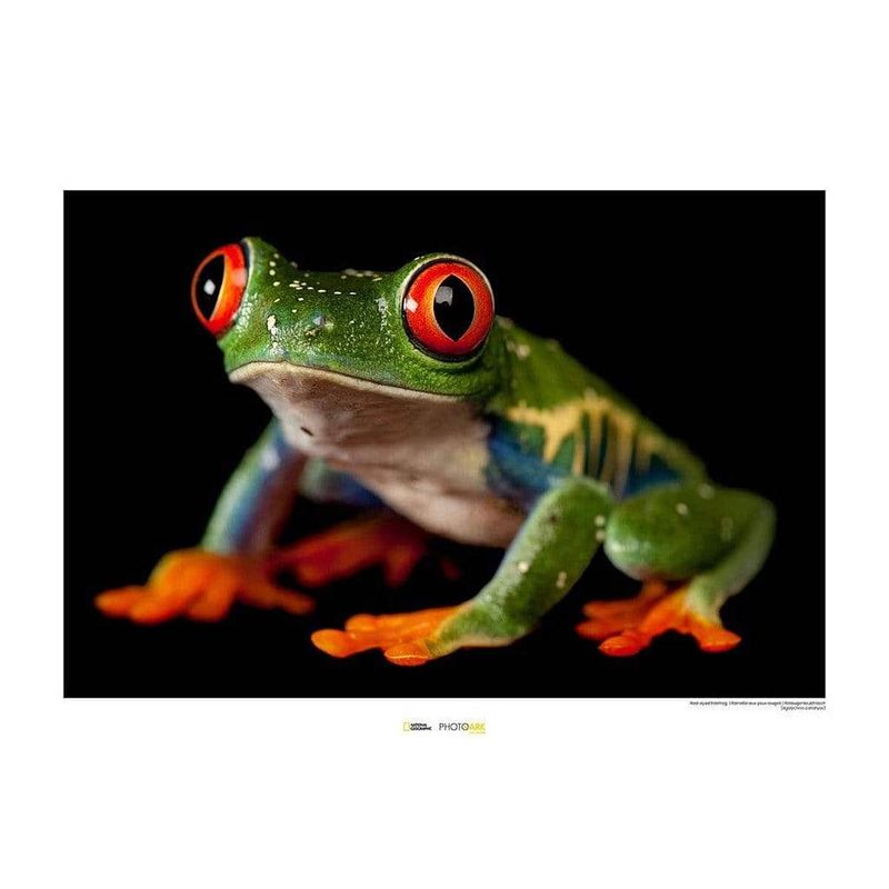 Foto van Komar red-eyed treefrog kunstdruk 70x50cm