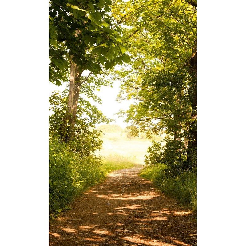 Foto van Dimex forest path vlies fotobehang 150x250cm 2-banen