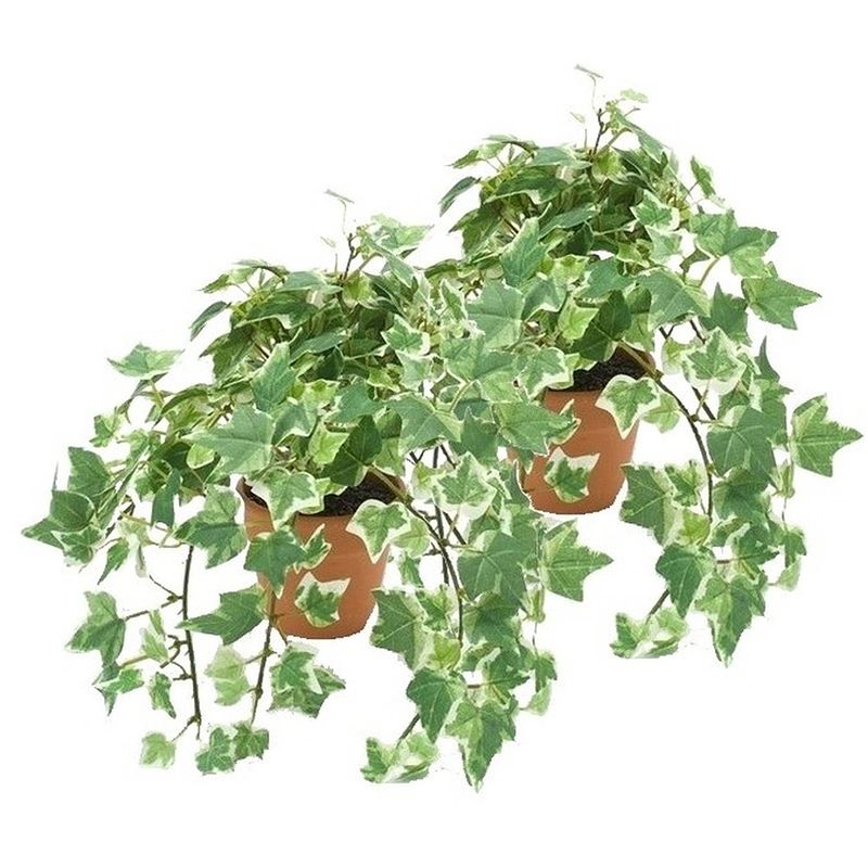 Foto van 2x kunstplant klimop groen/wit in terracotta pot 30 cm - kunstplanten