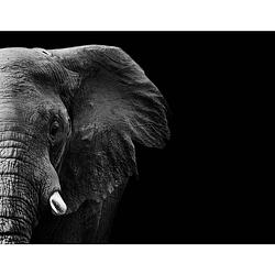 Foto van Spatscherm olifant - 70x30 cm