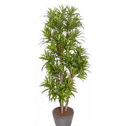 Foto van Groene dracaena reflexa kunstplant 120 cm voor binnen - kunstplanten/nepplanten/binnenplanten