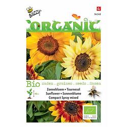 Foto van 5 stuks organic helianthus dwarf spray gemengd (skal 14725) tuinplus