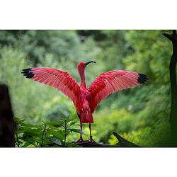 Foto van Diamond painting pakket flamingo - volledig - full - 45x30 cm - seos shop ®