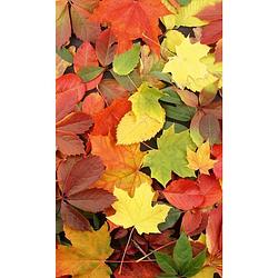 Foto van Dimex colorful leaves vlies fotobehang 150x250cm 2-banen