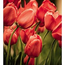 Foto van Dimex red tulips vlies fotobehang 225x250cm 3-banen