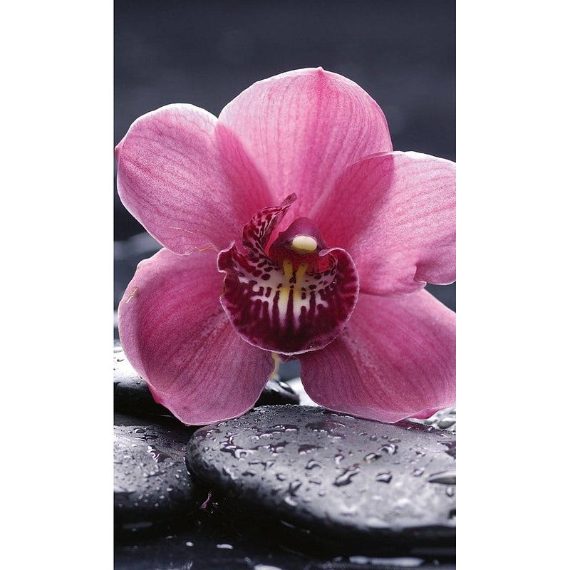 Foto van Dimex orchid vlies fotobehang 150x250cm 2-banen