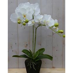 Foto van Warentuin mix - orchidee phalaenopsis 2 stelen 40 cm
