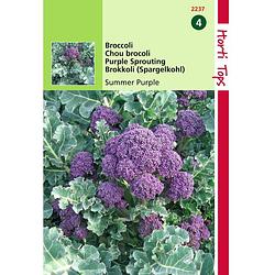 Foto van 2 stuks - hortitops - broccoli summer purple