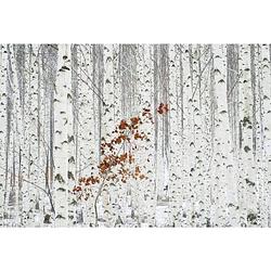 Foto van Wizard+genius white birch forest vlies fotobehang 384x260cm 8-banen