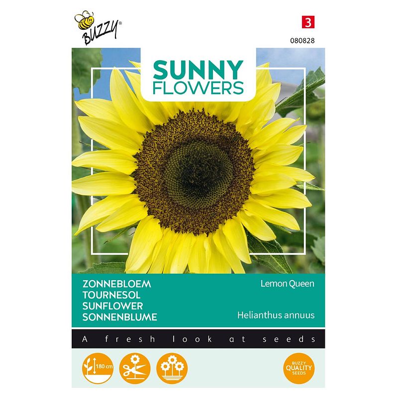 Foto van 5 stuks sunny flowers, zonnebloem lemon queen