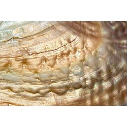 Foto van Inductiebeschermer - pearl shell gold - 76x51.5 cm