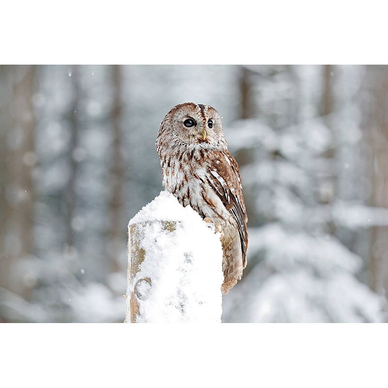 Foto van Inductiebeschermer - winter uil - 89.6x51.6 cm