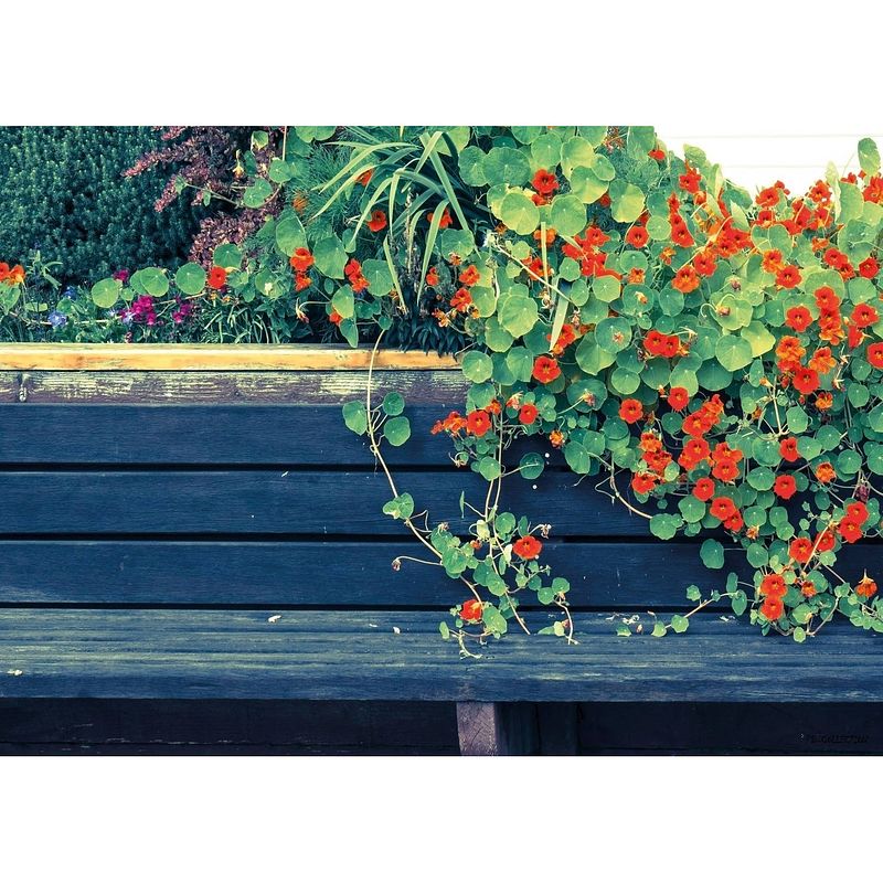 Foto van 2 stuks tuinschilderij nasturtium bench 50x70cm