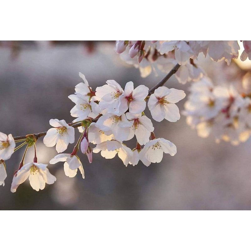 Foto van Wizard+genius cherry blossoms vlies fotobehang 384x260cm 8-banen