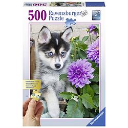 Foto van Ravensburger puzzel schattige husky - 500 stukjes