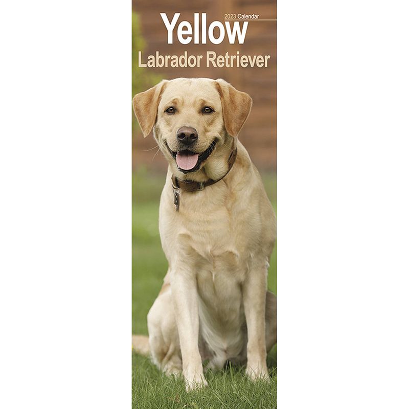 Foto van Labrador retriever kalender blond 2023 slimline