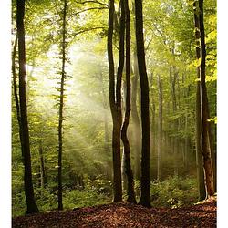 Foto van Dimex forest vlies fotobehang 225x250cm 3-banen