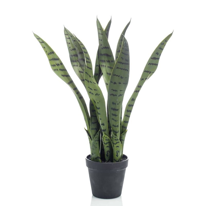 Foto van Emerald sansevieria in pot 55 cm