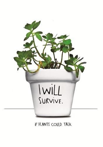 Foto van I will survive plantpot