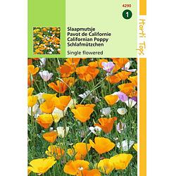 Foto van Hortitops - 2 stuks eschscholtzia californica enkelbl. gemengd